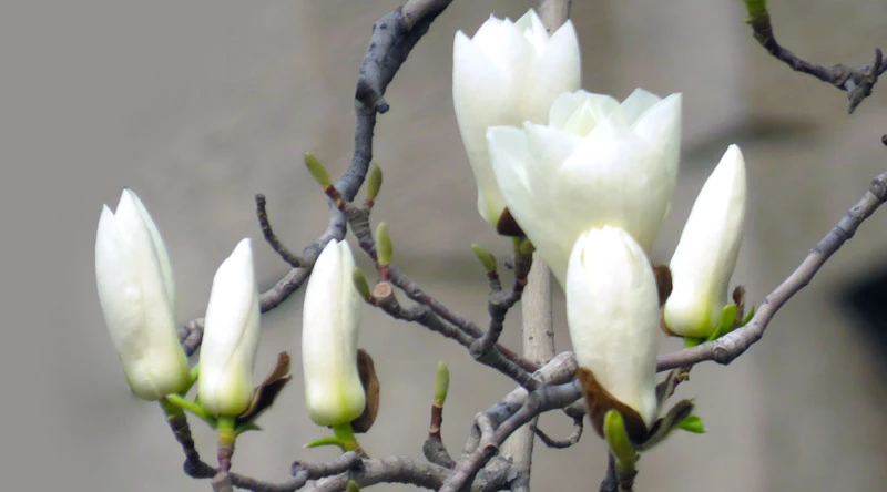 Hajtatott ágak, vesszők a virágkötészetben