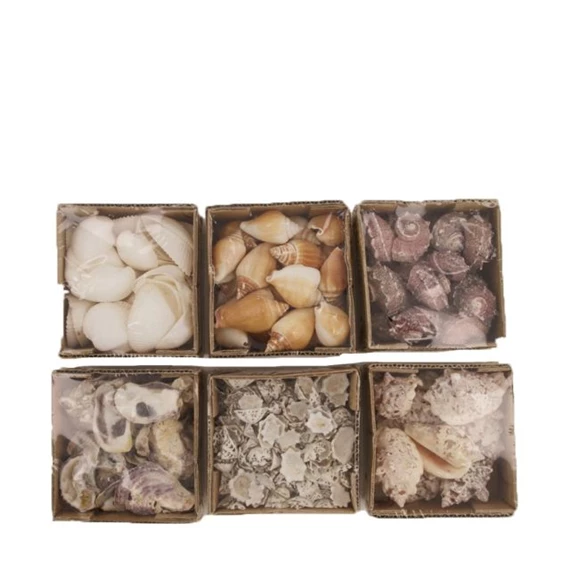 Kagyló 10x10x6 cm 6 féle