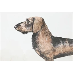 Kép keretes, kutya 60x2,5x45 cm 4 féle