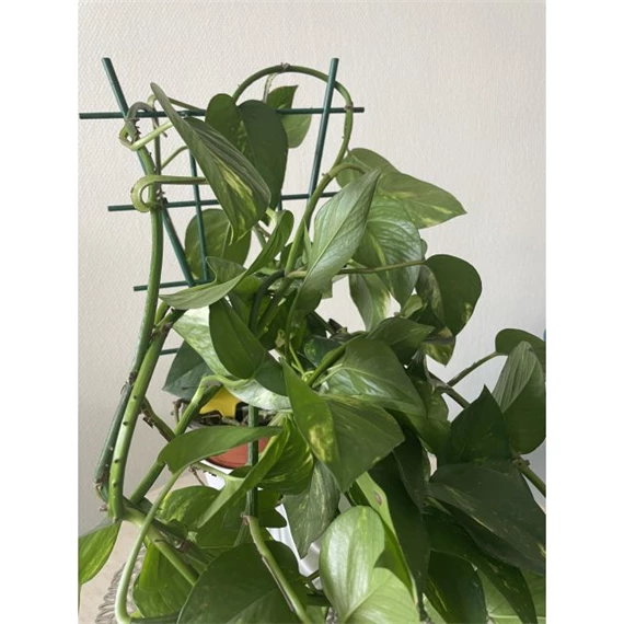 Növénytámasz 37x8 cm