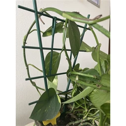 Növénytámasz 37x8 cm