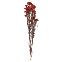 Szárazvirág Ozothamnus csokor 70 cm