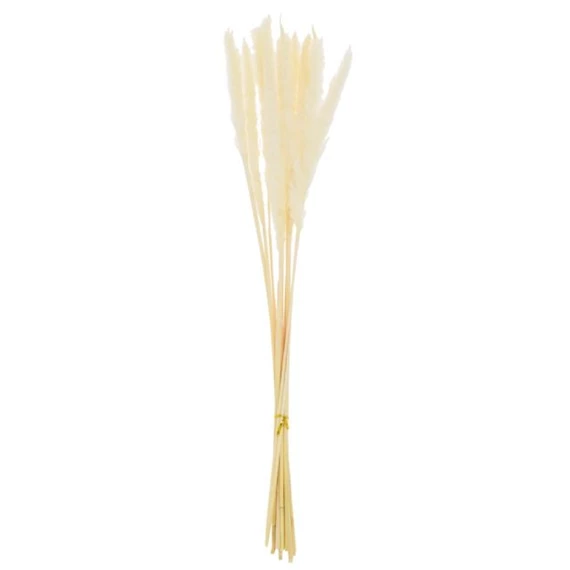 Szárazvirág pampafű csokor 75 cm