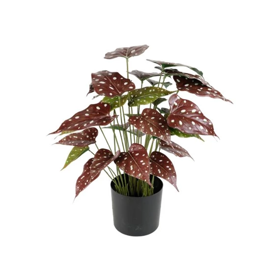 Selyemvirág Alokázia pöttyös, cserepes 40 cm