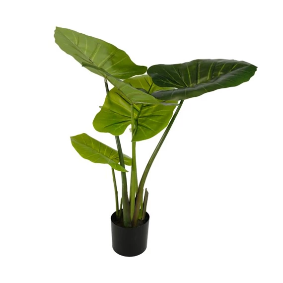 Selyemvirág Colocasia cserepes 80 cm