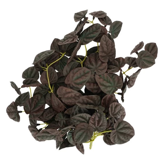 Selyemvirág futó Peperomia 35 cm