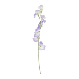 Selyemvirág Lathyrus 64 cm