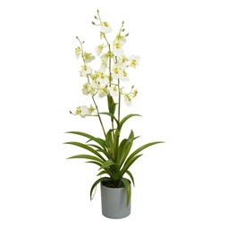 Selyemvirág Lepkeorchidea Oncidium, 3 ágú, kaspóban 70 cm