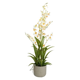 Selyemvirág Orchidea Oncidium, 4 ágú, kaspóban 83 cm