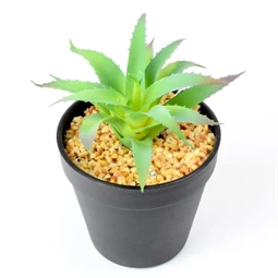 Selyemvirág pozsgás növény kaspóban 10x14 cm