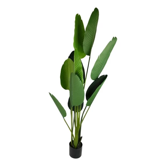 Selyemvirág Strelitzia cserepes 150 cm