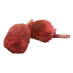 Napraforgófej szárított S/10