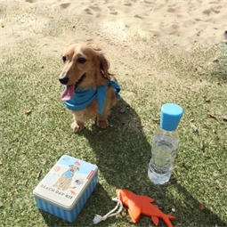 Tengerparti készlet kutyáknak 11,4x15,2x5,1 cm