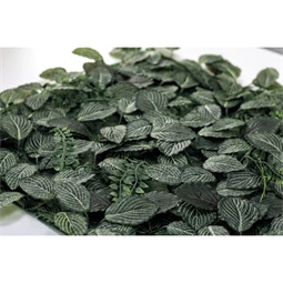Zöldfal Fittonia levelekkel 50x50 cm