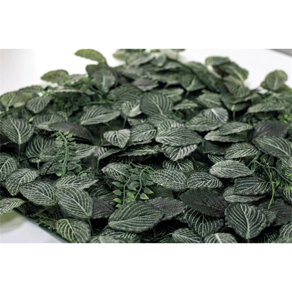 Zöldfal Fittonia levelekkel 50x50 cm